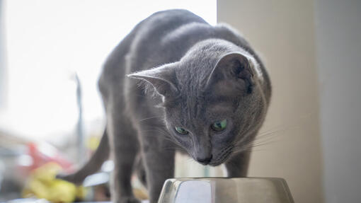 Cats hotsell eating avocado